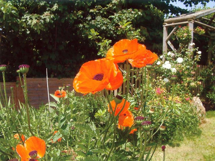 Wheelwrights Bed and Breakfast Abbotsbury Exteriör bild